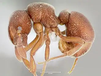 Discothyrea sculptior