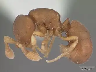 Discothyrea testacea