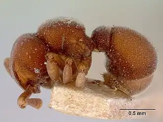 Discothyrea velutina