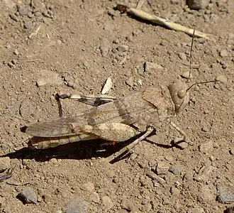 Dissosteira pictipennis