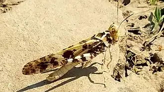 Dissosteira spurcata