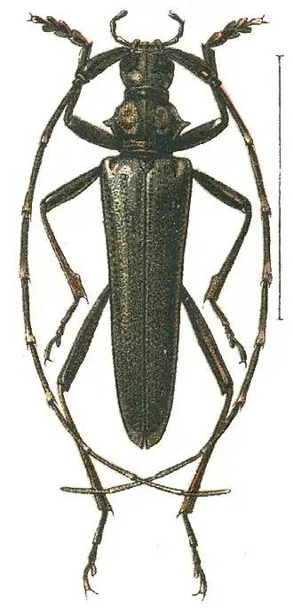 Disteniidae