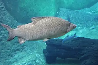 Distichodus atroventralis