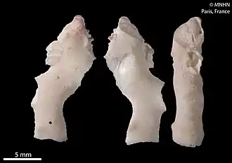 Distichopora providentiae