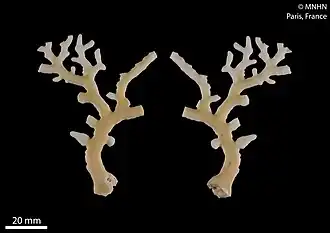 Distichopora serpens