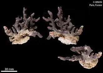 Distichopora violacea