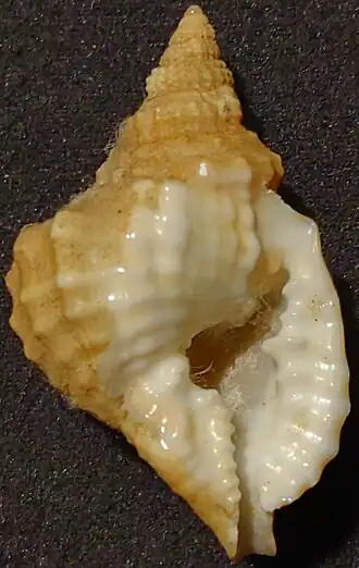 Distorsio minoruohnishii