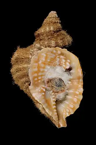 Distorsio constricta