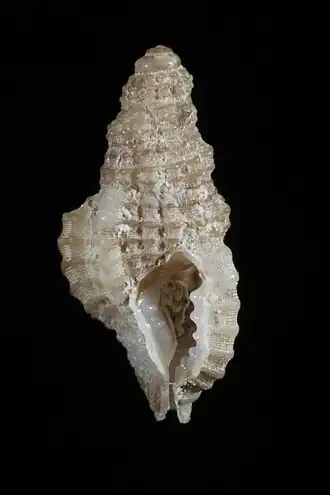 Distorsomina pusilla