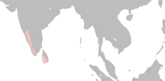 Ceylonese bruine uil