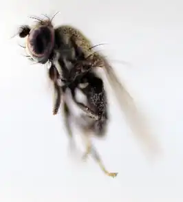 Ditrichophora fuscella