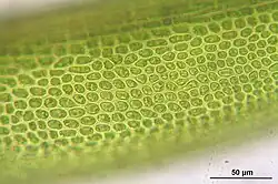 Bladcellen bladmidden