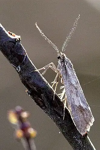 Herfstkortvleugelmot (Diurnea lipsiella)