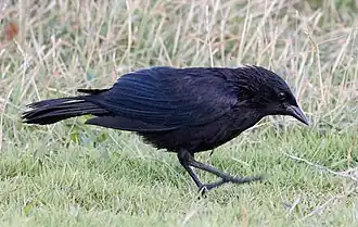 Zwarte cubatroepiaal