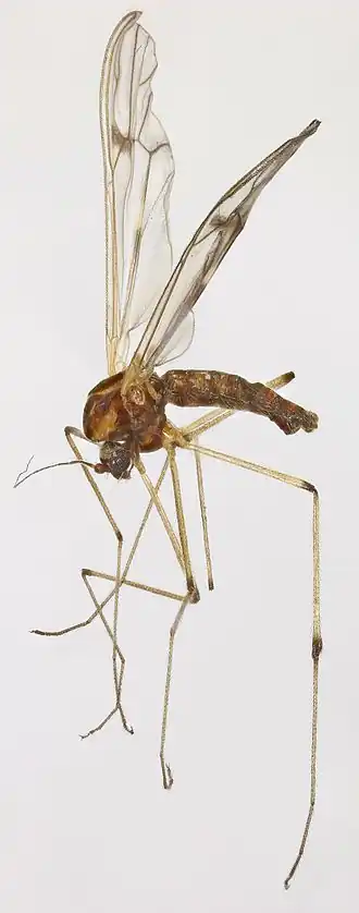 Dixa nubilipennis
