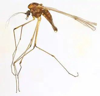 Dixa submaculata