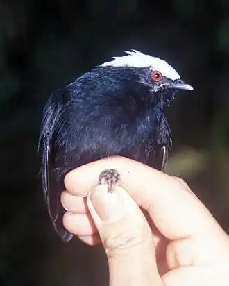 Witkruinmanakin