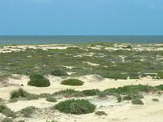 de zuidkust van Djerba