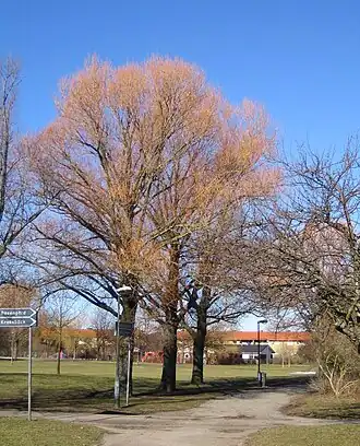 Boom in het park van Djupadal.