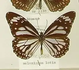 Danaus melanippus