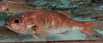 Doederleinia berycoides