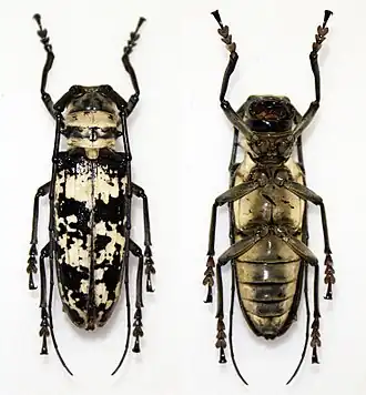 Doesburgia celebiana