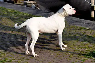 Argentijnse dog