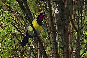 Doherty's bosklauwier