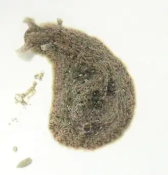 Dolabrifera dolabrifera