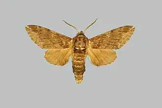 Dolbina elegans