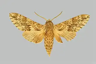 Dolbina grisea
