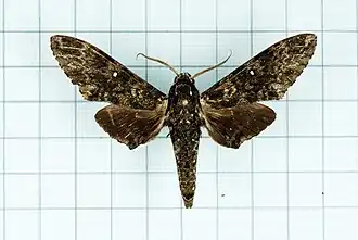 Dolbina inexacta