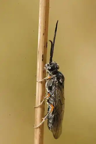 Dolerus puncticollis