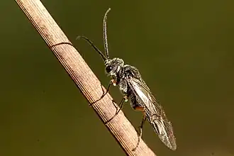 Dolerus vestigialis