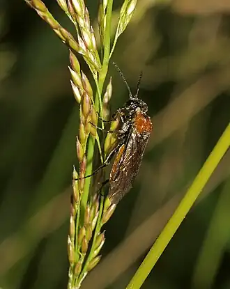Dolerus aericeps