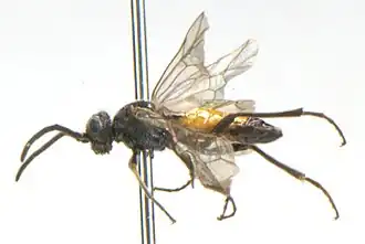 Dolerus elderi