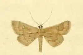 Dolicharthria aetnaealis