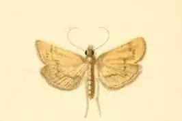 Dolicharthria metasialis