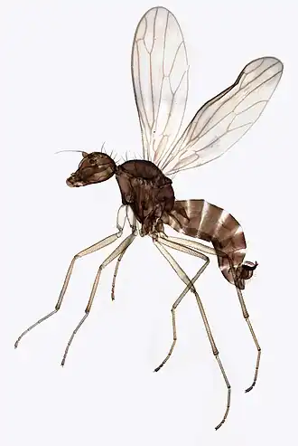 Dolichocephala oblongoguttata