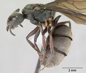 Dolichoderus bispinosus
