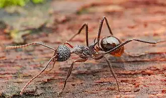 Dolichoderus indrapurensis