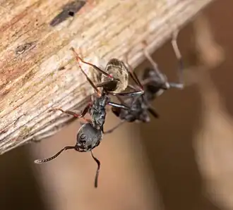 Dolichoderus laotius