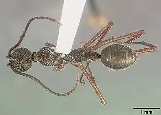 Dolichoderus longicollis
