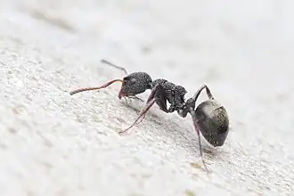 Dolichoderus scrobiculatus