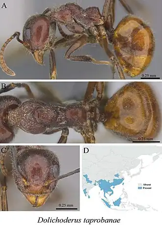 Dolichoderus taprobanae