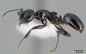 Dolichoderus taschenbergi