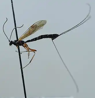 Dolichomitus agnoscendus