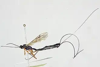 Dolichomitus imperator