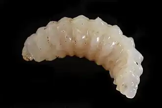 Dolichomitus mesocentrus