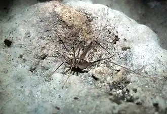 Dolichopoda geniculata